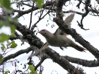 2016-05-21 12h48m06 - Grijskopspecht - Aat Bender